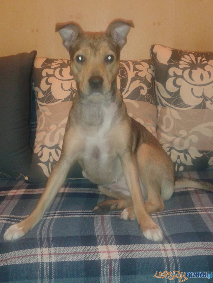 Abra Foto: Abra Foto: