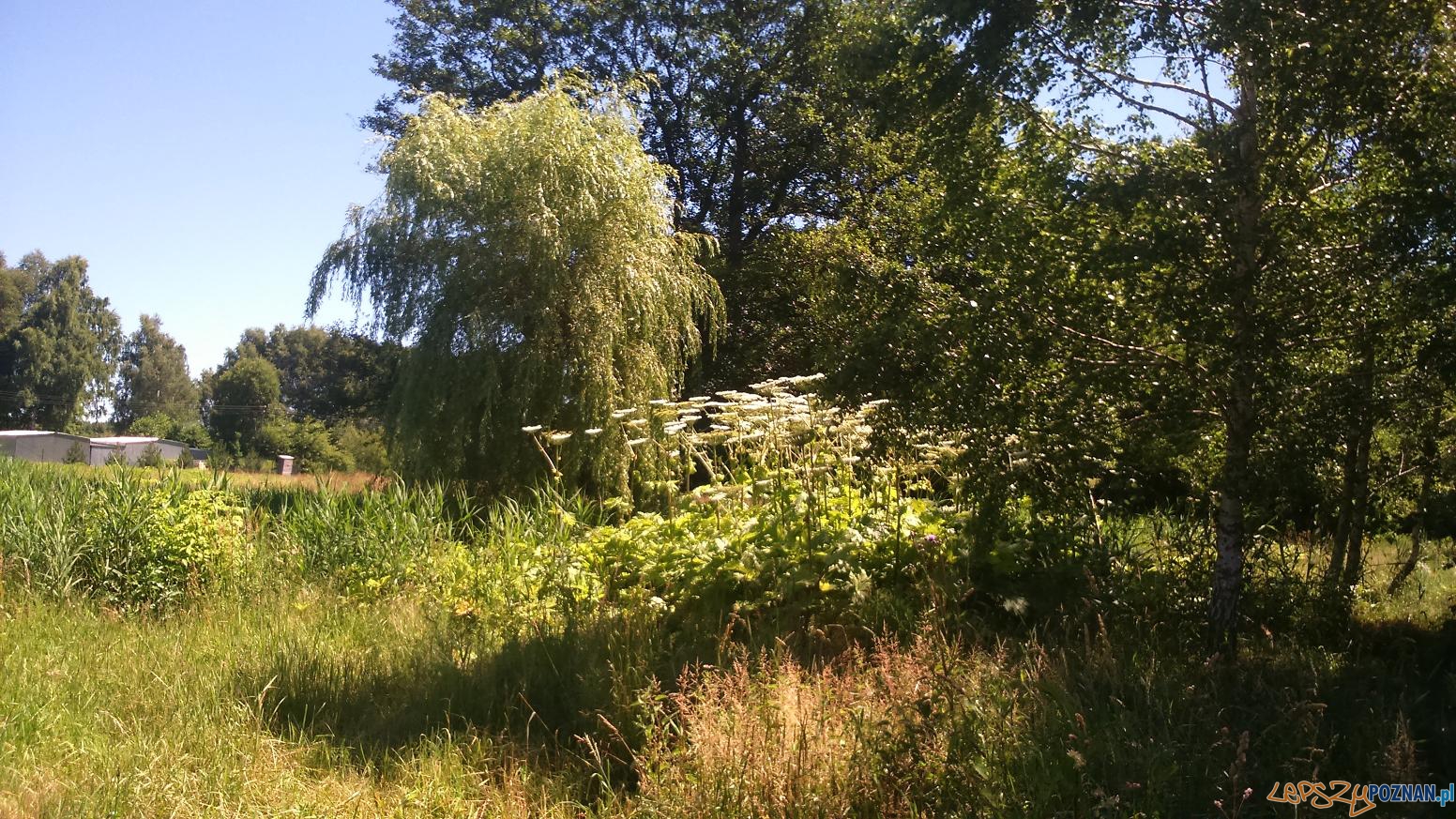 Barszcz Sosnowskiego na Piątkowie Foto: Straż Miejska Poznania Barszcz Sosnowskiego na Piątkowie Foto: Straż Miejska Poznania