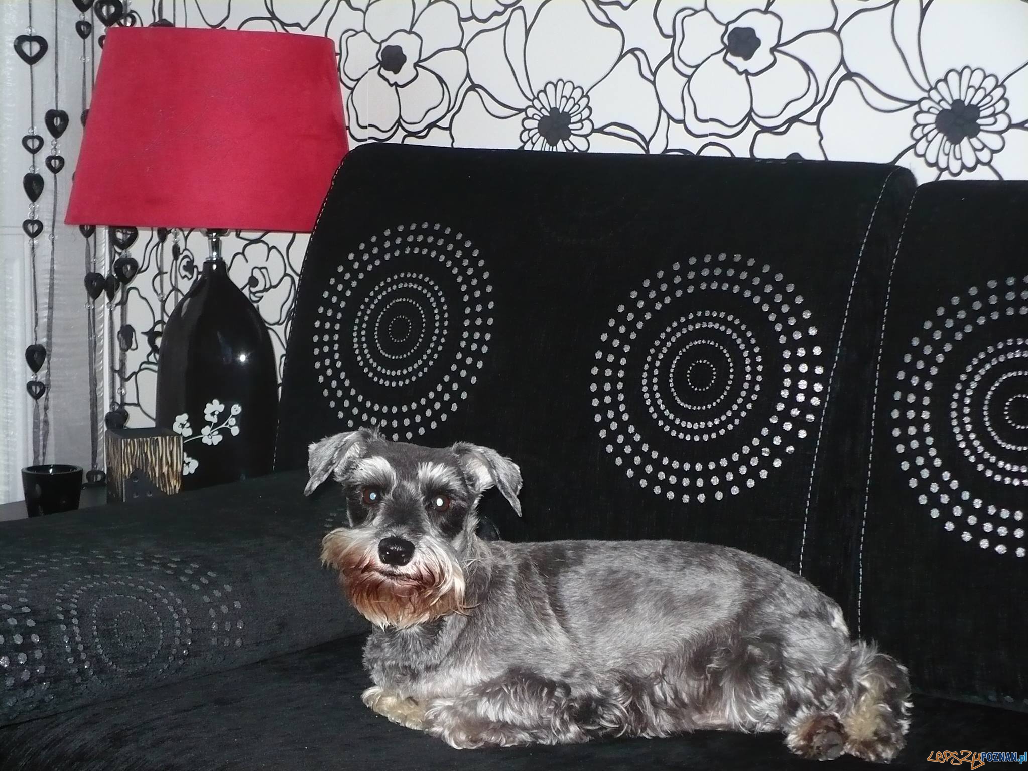 Tośka Foto: Tośka Foto: