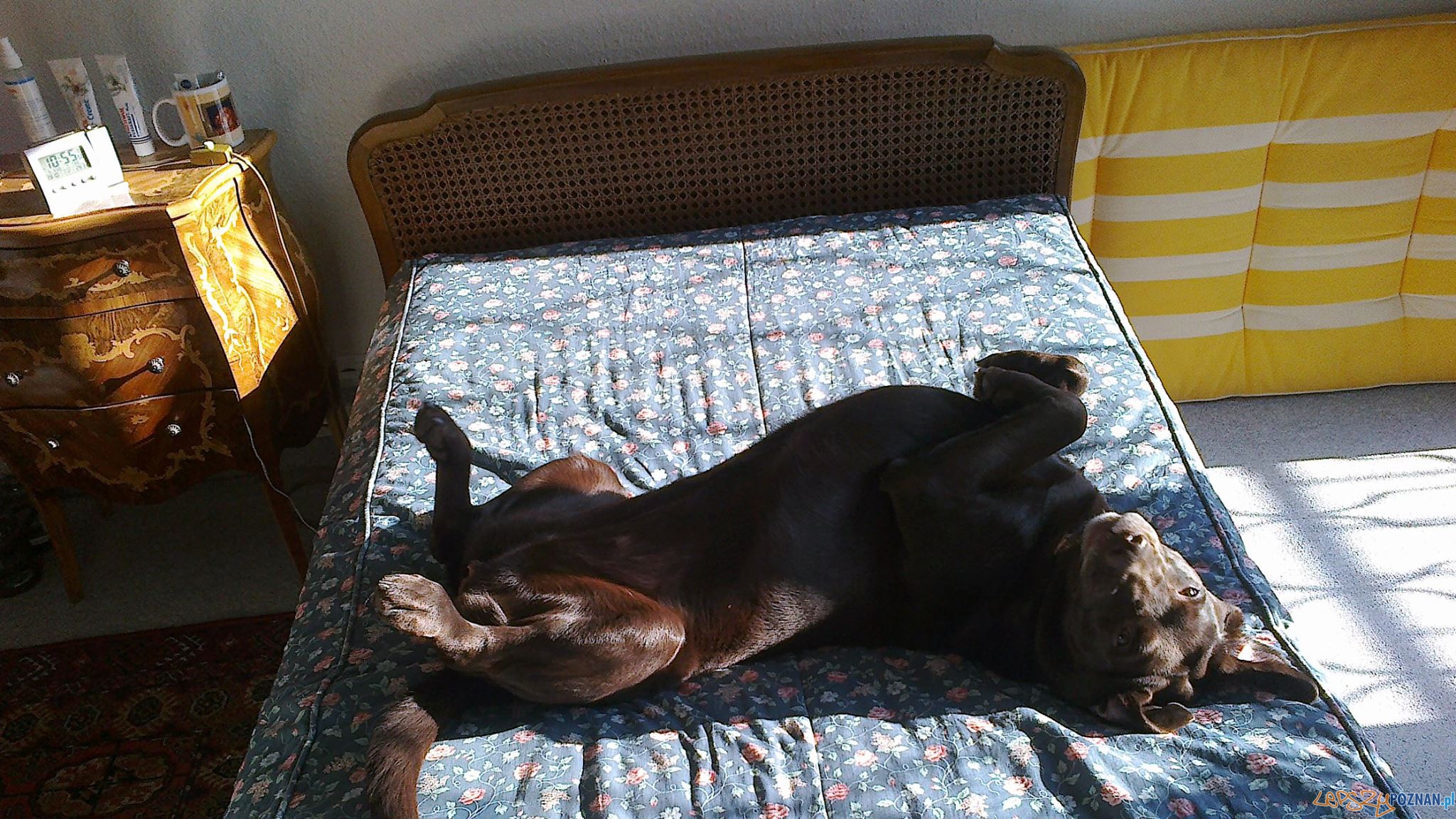 plażowanie w wykonaniu Pauli Foto: plażowanie w wykonaniu Pauli Foto: