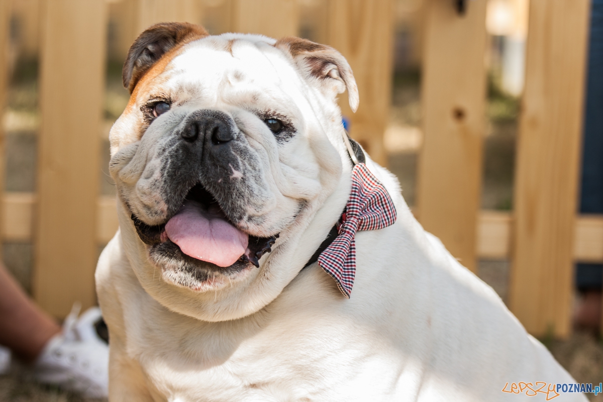 Pierwszy parking dla psów w Poznaniu (21.08.2015) Franowo Foto: © Karolina Kiraga Pierwszy parking dla psów w Poznaniu (21.08.2015) Franowo Foto: © Karolina Kiraga
