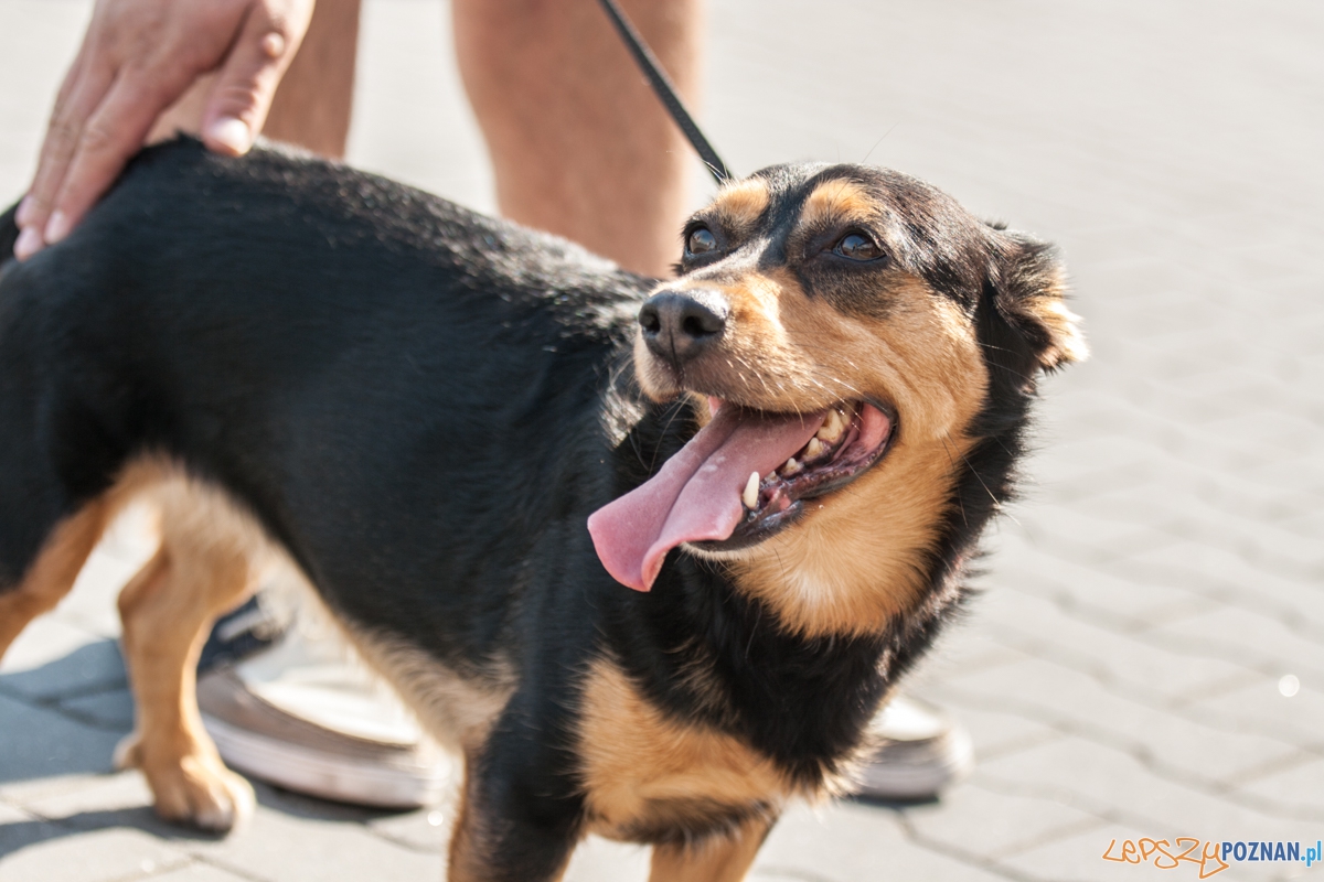 Pierwszy parking dla psów w Poznaniu (21.08.2015) Franowo Foto: © Karolina Kiraga Pierwszy parking dla psów w Poznaniu (21.08.2015) Franowo Foto: © Karolina Kiraga