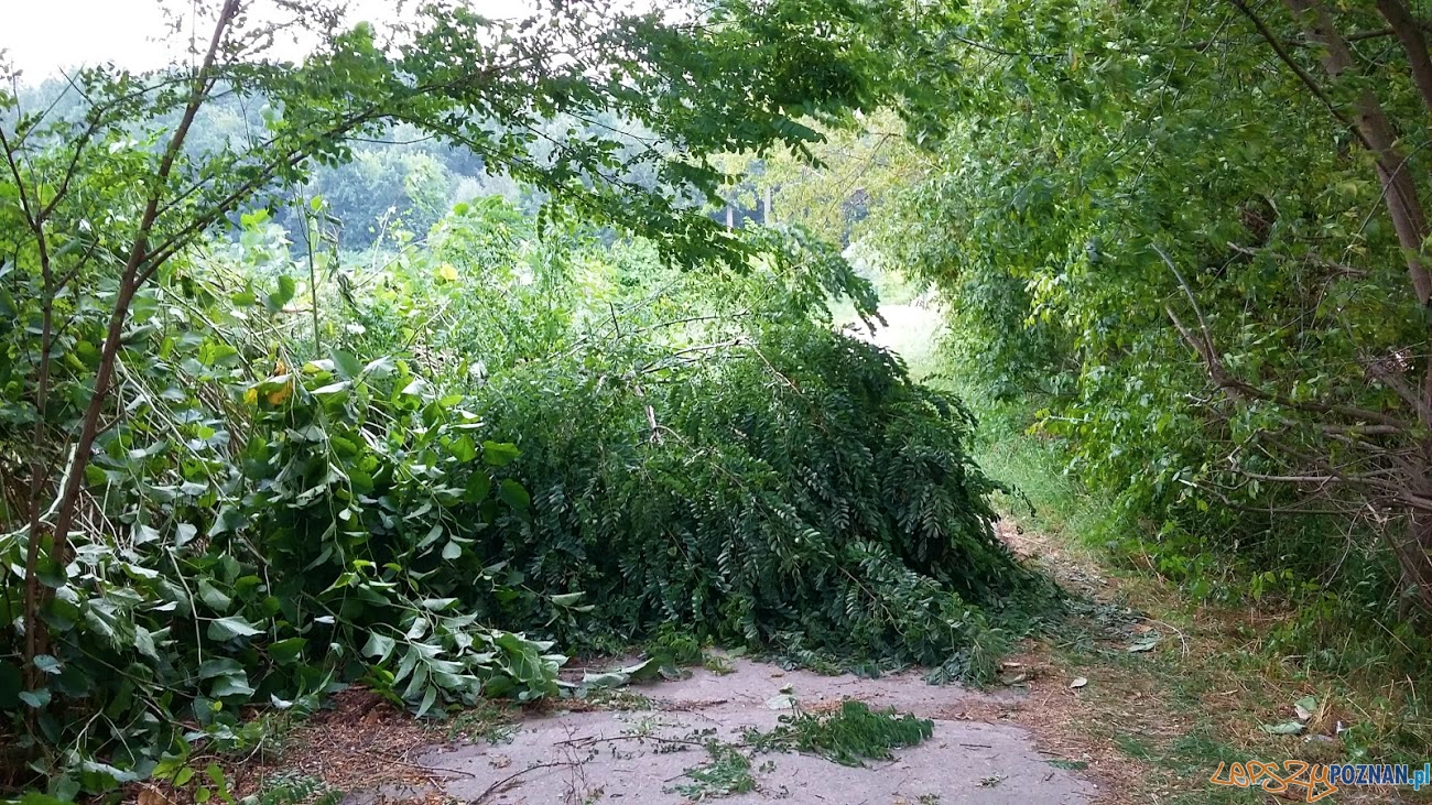 Ścieżka od ulicy Radziwoja nad stawy Foto: facebook.com/poznan.antoninek Ścieżka od ulicy Radziwoja nad stawy Foto: facebook.com/poznan.antoninek
