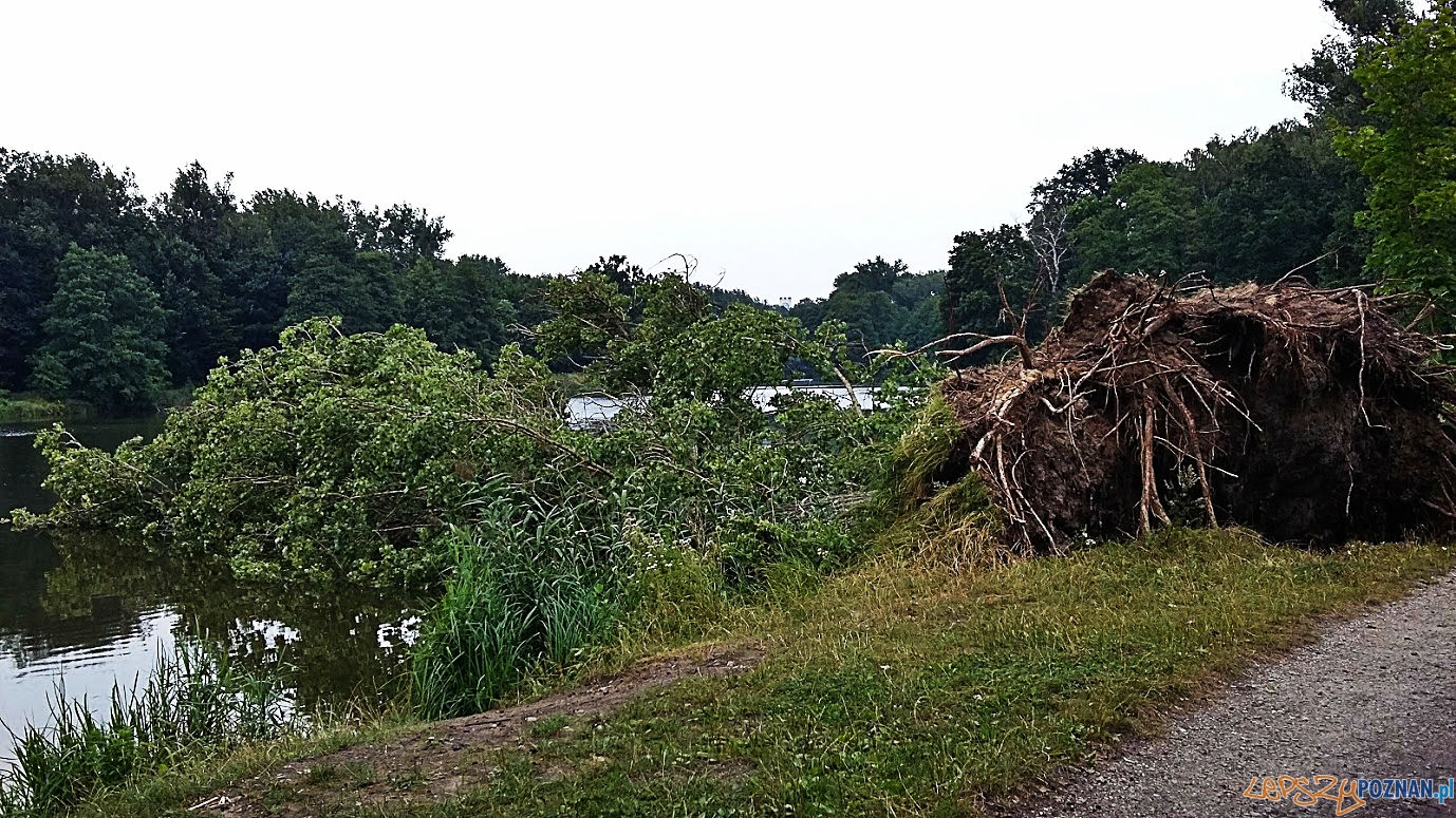Powalone do Młyńskiego Stawu potężne drzewo Foto: facebook.com/poznan.antoninek Powalone do Młyńskiego Stawu potężne drzewo Foto: facebook.com/poznan.antoninek