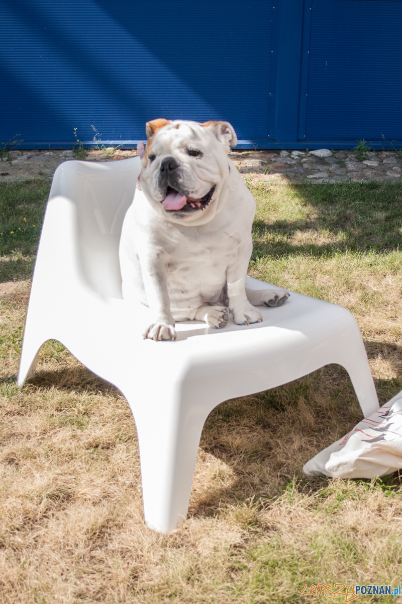 Pierwszy parking dla psów w Poznaniu (21.08.2015) Franowo Foto: © Karolina Kiraga Pierwszy parking dla psów w Poznaniu (21.08.2015) Franowo Foto: © Karolina Kiraga
