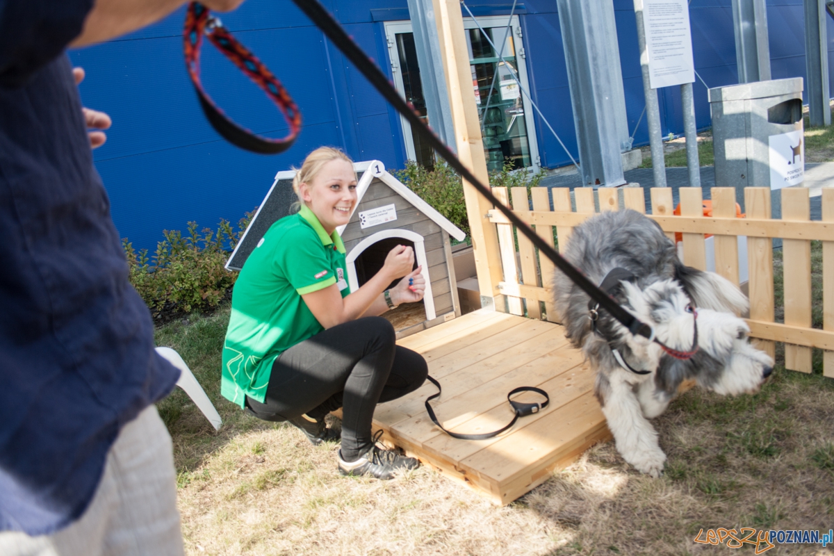 Pierwszy parking dla psów w Poznaniu (21.08.2015) Franowo Foto: © Karolina Kiraga Pierwszy parking dla psów w Poznaniu (21.08.2015) Franowo Foto: © Karolina Kiraga