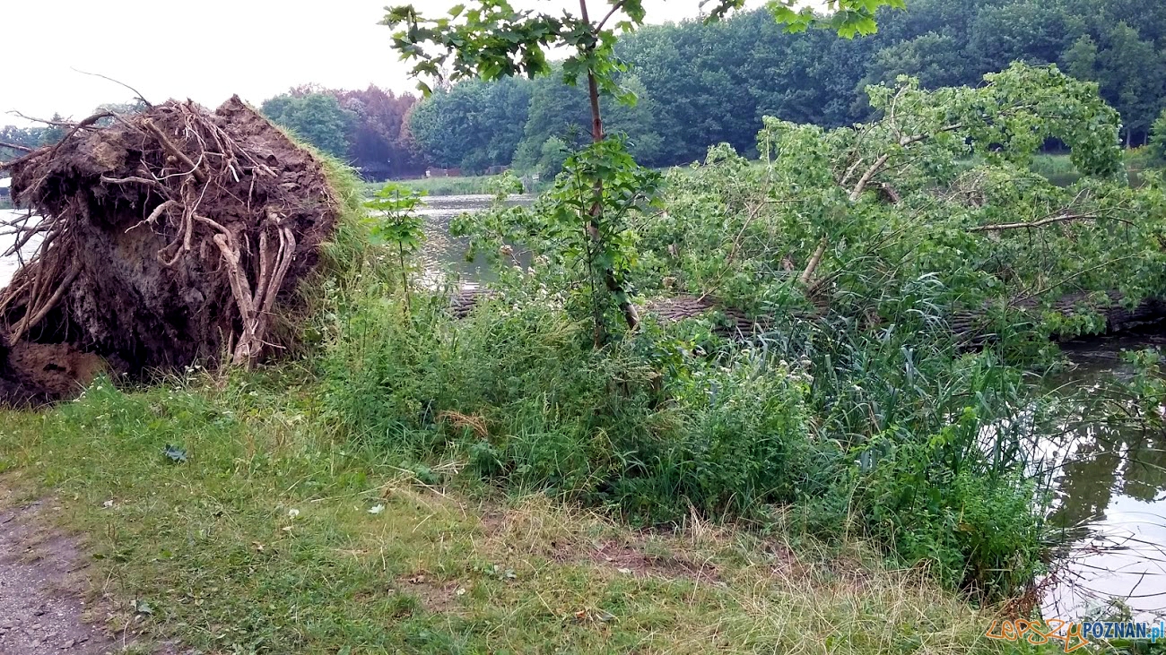 Powalone do Młyńskiego Stawu potężne drzewo Foto: facebook.com/poznan.antoninek Powalone do Młyńskiego Stawu potężne drzewo Foto: facebook.com/poznan.antoninek