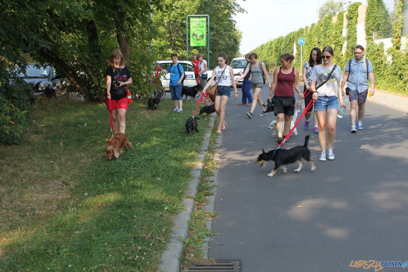 Akcja Smycz dla psiaka - spacer w Poznaniu (3) Foto: materiały prasowe Akcja Smycz dla psiaka - spacer w Poznaniu (3) Foto: materiały prasowe