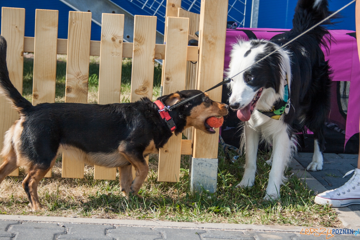 Pierwszy parking dla psów w Poznaniu (21.08.2015) Franowo Foto: © Karolina Kiraga Pierwszy parking dla psów w Poznaniu (21.08.2015) Franowo Foto: © Karolina Kiraga
