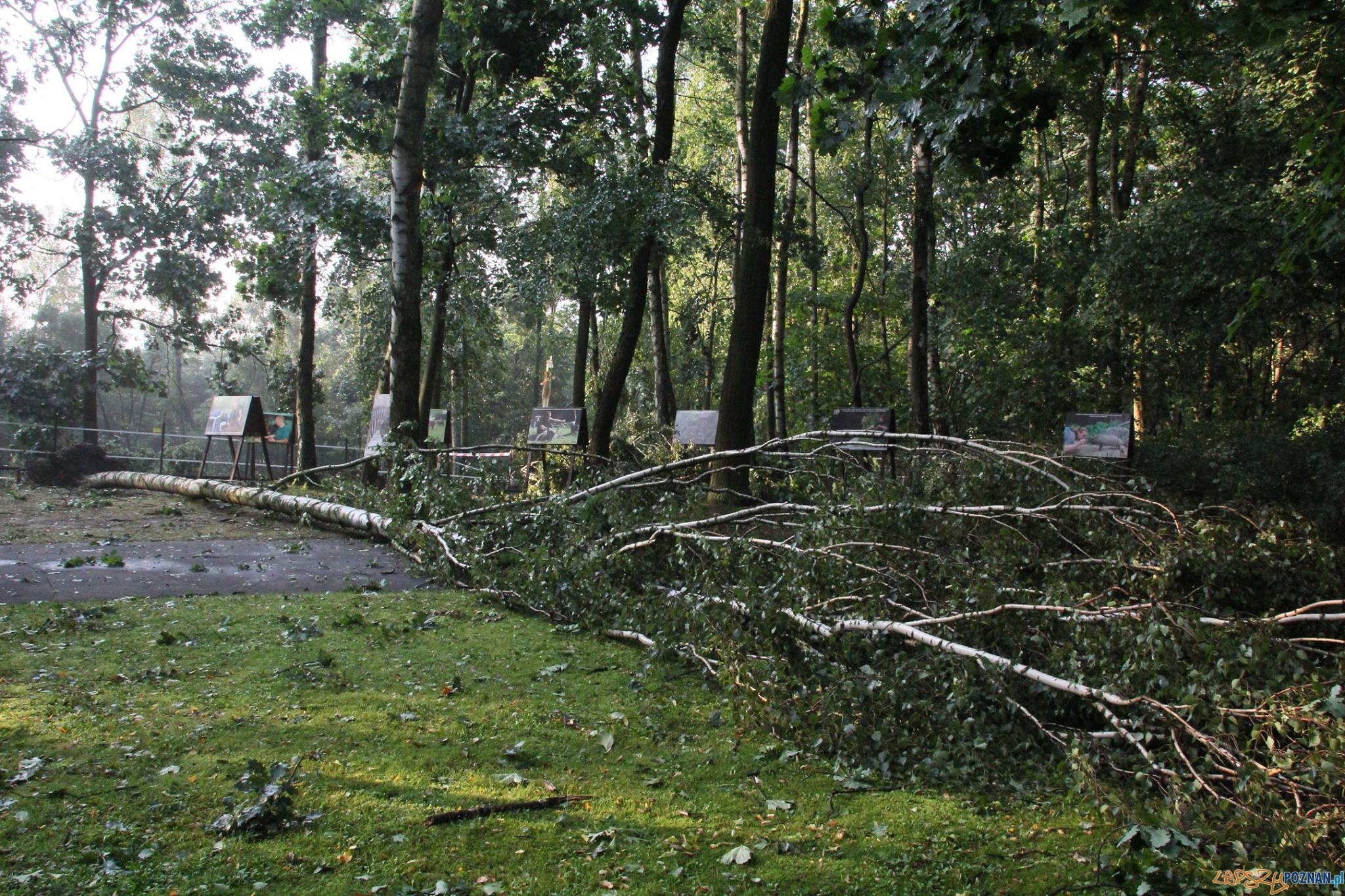 ZOO po burzy Foto: Nowe ZOO ZOO po burzy Foto: Nowe ZOO