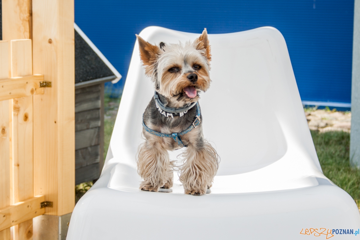 Pierwszy parking dla psów w Poznaniu (21.08.2015) Franowo Foto: © Karolina Kiraga Pierwszy parking dla psów w Poznaniu (21.08.2015) Franowo Foto: © Karolina Kiraga