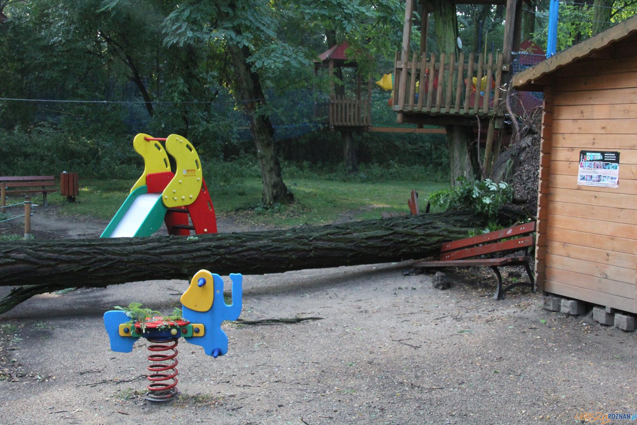 Nowe Zoo po nocnej nawałnicy Foto: Nowe Zoo Nowe Zoo po nocnej nawałnicy Foto: Nowe Zoo