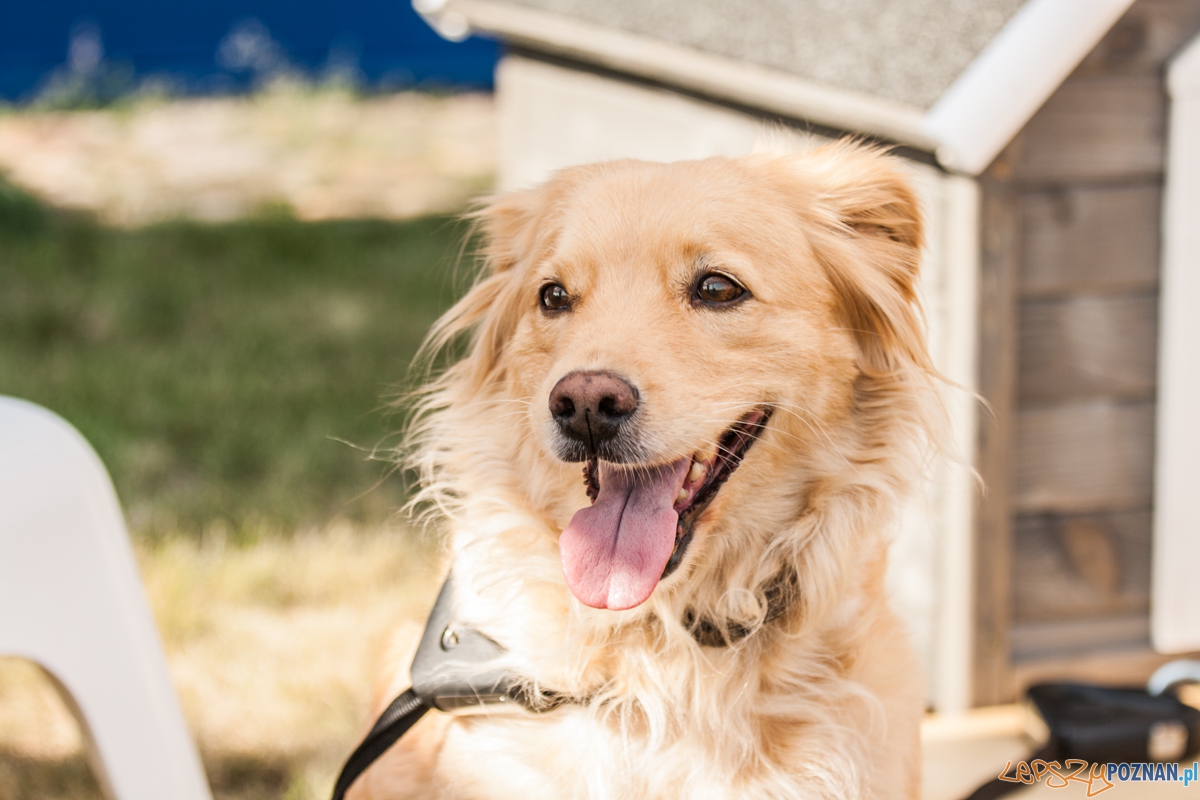 Pierwszy parking dla psów w Poznaniu (21.08.2015) Franowo Foto: © Karolina Kiraga Pierwszy parking dla psów w Poznaniu (21.08.2015) Franowo Foto: © Karolina Kiraga