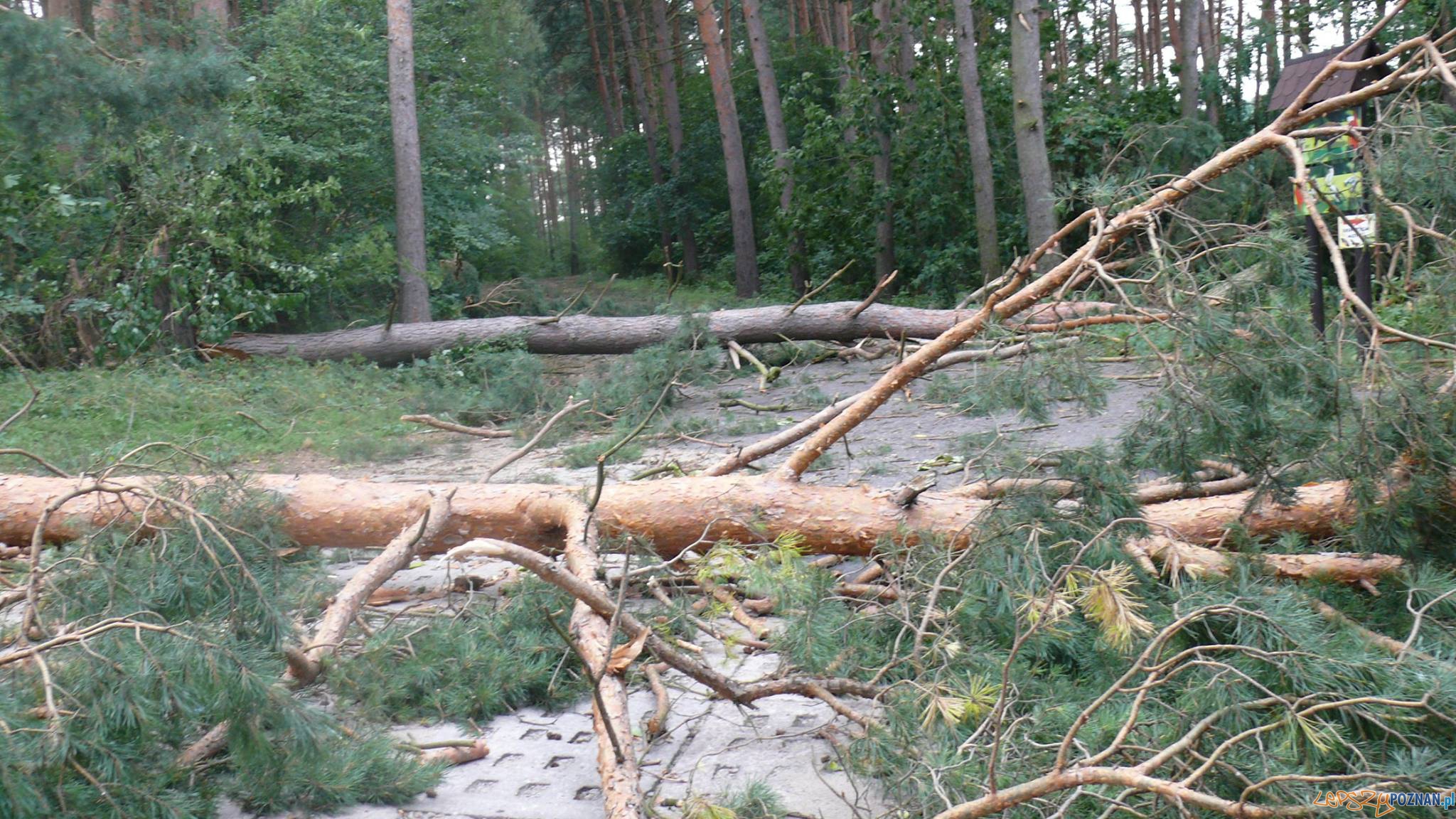 Połamane drzewa w ZOO Foto: facebook Połamane drzewa w ZOO Foto: facebook