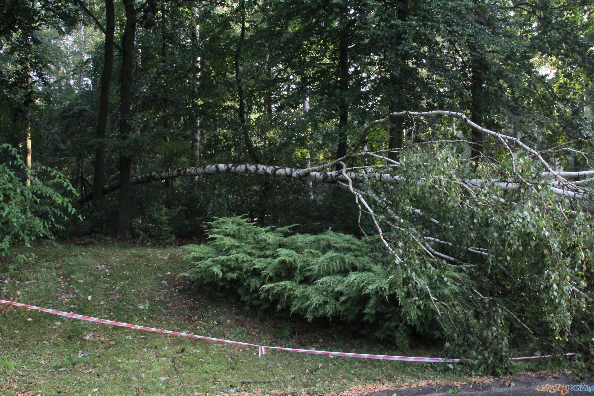 Zoo - sporo połamanych drzew po sobotniej nawałnicy Foto: Nowe ZOO Zoo - sporo połamanych drzew po sobotniej nawałnicy Foto: Nowe ZOO