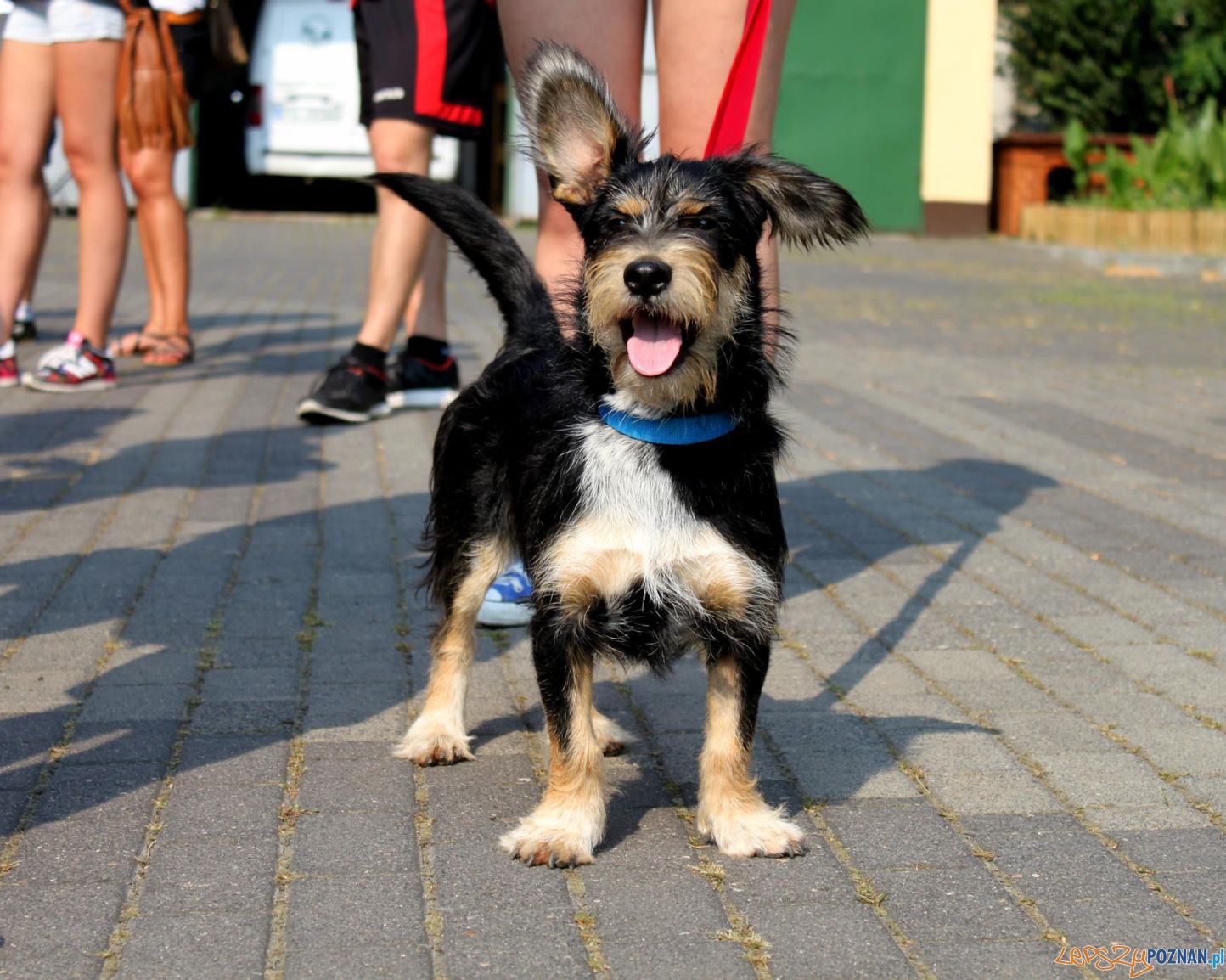 Akcja Smycz dla psiaka - spacer w Poznaniu (2) Foto: materiały prasowe Akcja Smycz dla psiaka - spacer w Poznaniu (2) Foto: materiały prasowe