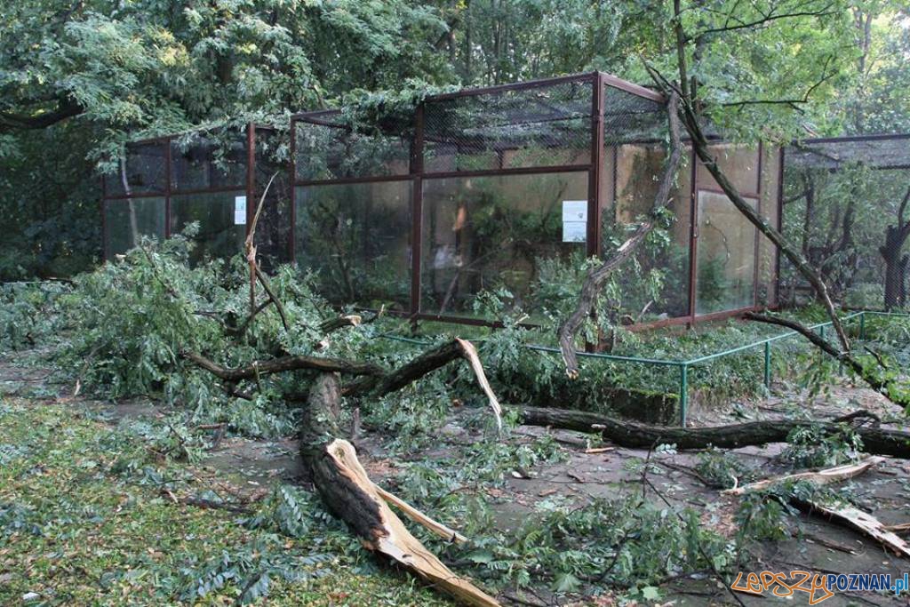 Zoo - sporo połamanych drzew po sobotniej nawałnicy Foto: Nowe ZOO Zoo - sporo połamanych drzew po sobotniej nawałnicy Foto: Nowe ZOO