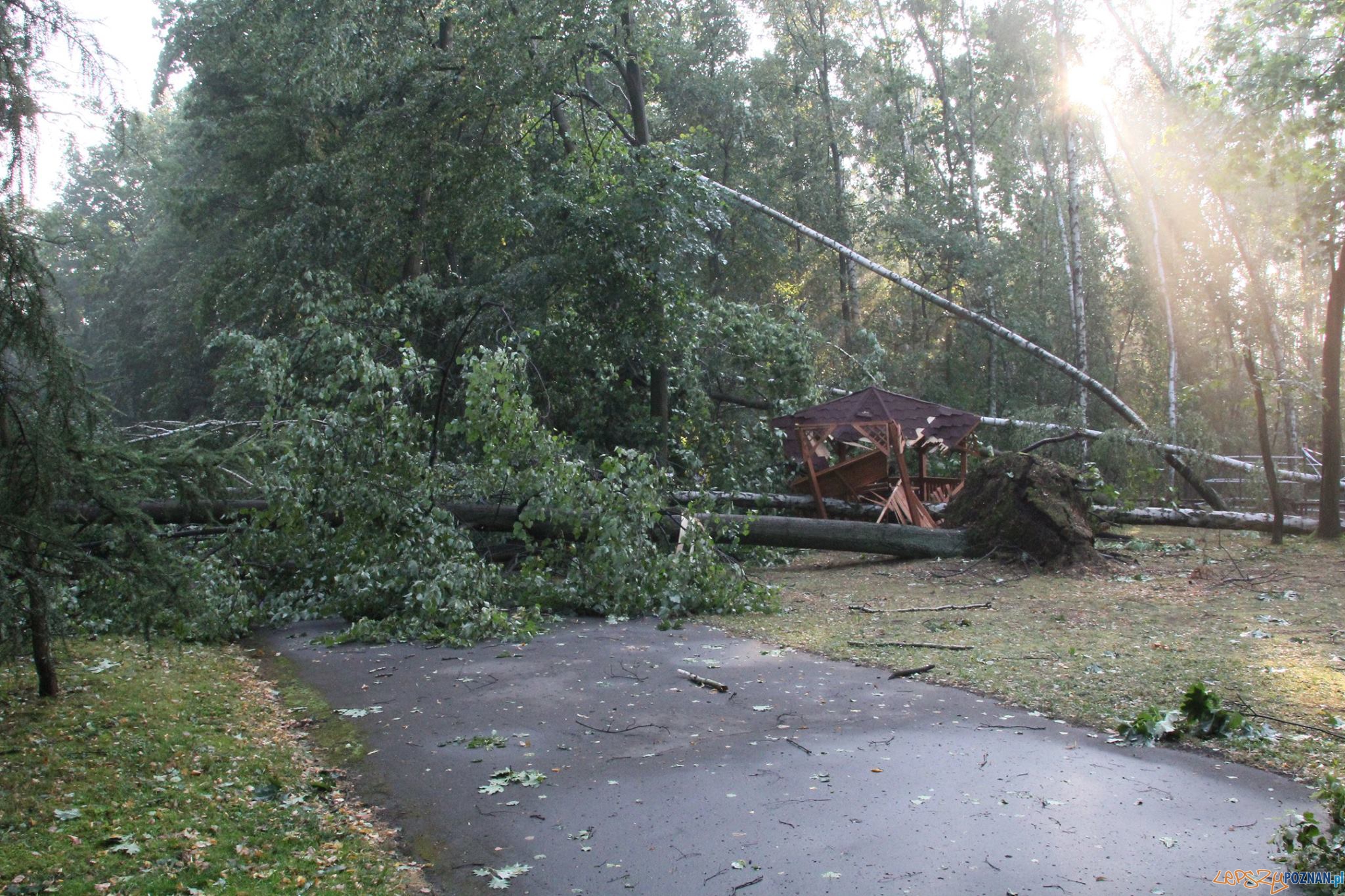 Nowe Zoo po nocnej nawałnicy Foto: Nowe Zoo Nowe Zoo po nocnej nawałnicy Foto: Nowe Zoo