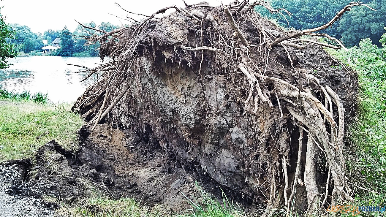 Powalone do Młyńskiego Stawu potężne drzewo Foto: facebook.com/poznan.antoninek Powalone do Młyńskiego Stawu potężne drzewo Foto: facebook.com/poznan.antoninek