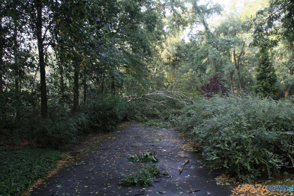 Nowe Zoo po nocnej nawałnicy Foto: Nowe Zoo Nowe Zoo po nocnej nawałnicy Foto: Nowe Zoo