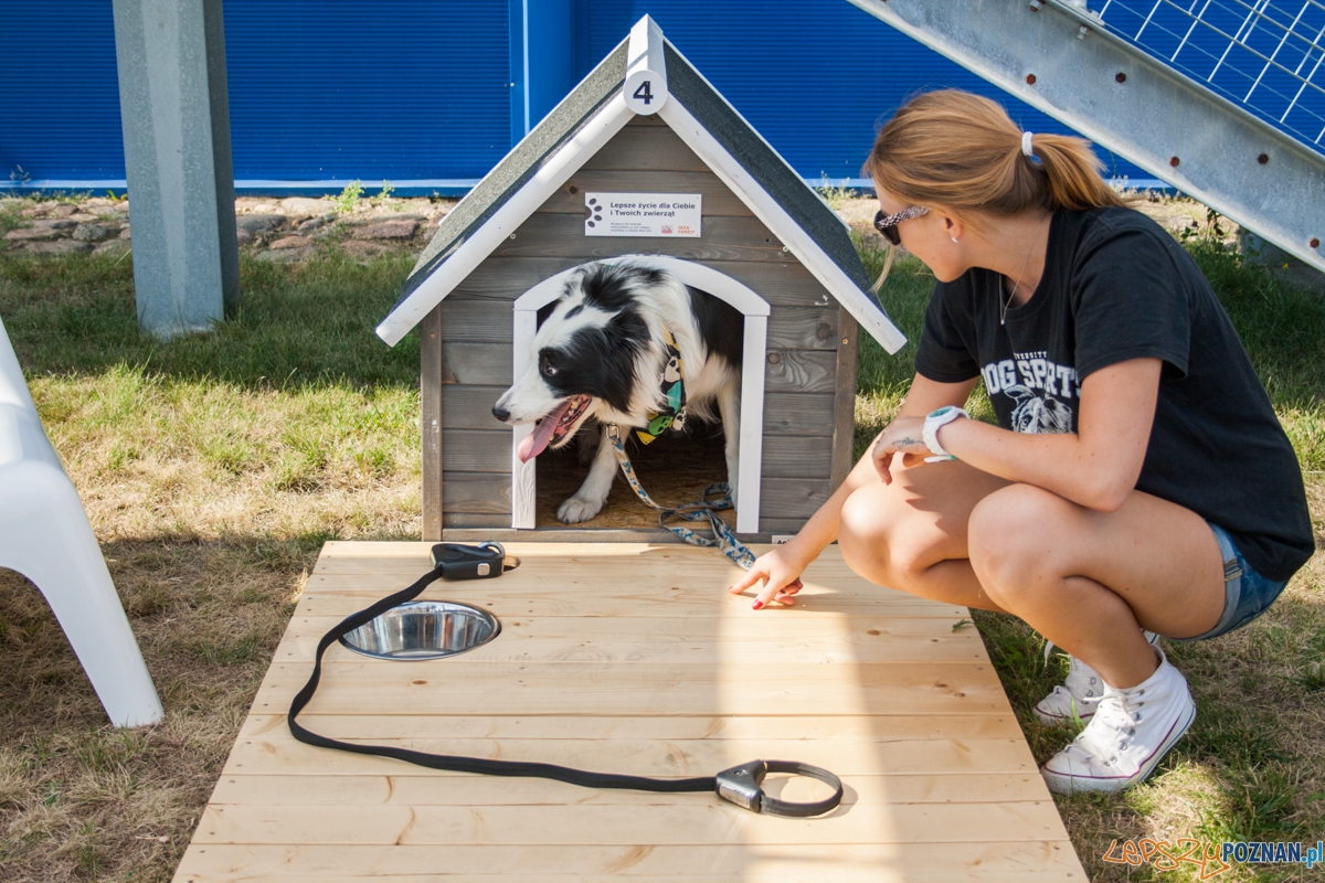 Pierwszy parking dla psów w Poznaniu (21.08.2015) Franowo Foto: © Karolina Kiraga Pierwszy parking dla psów w Poznaniu (21.08.2015) Franowo Foto: © Karolina Kiraga
