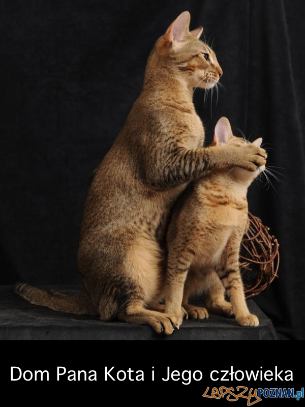 Dom Pana Kota (3) Foto: Dom Pana Kota (3) Foto: