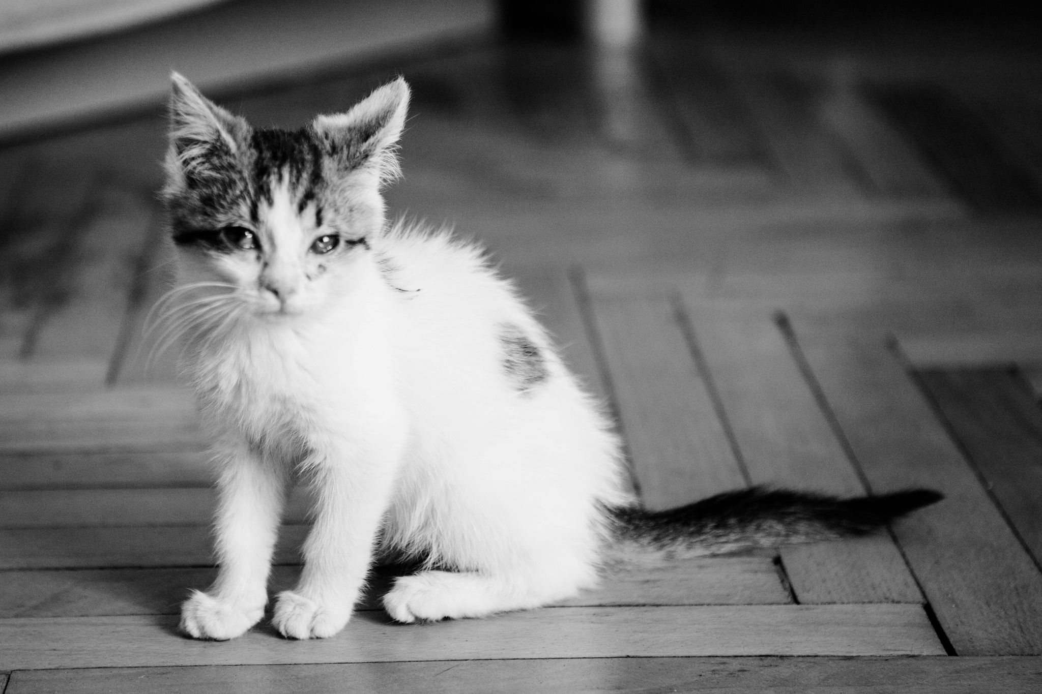 Na pomoc zwierzakom Foto: Fundacja Zwierzęce Marzenia Na pomoc zwierzakom Foto: Fundacja Zwierzęce Marzenia