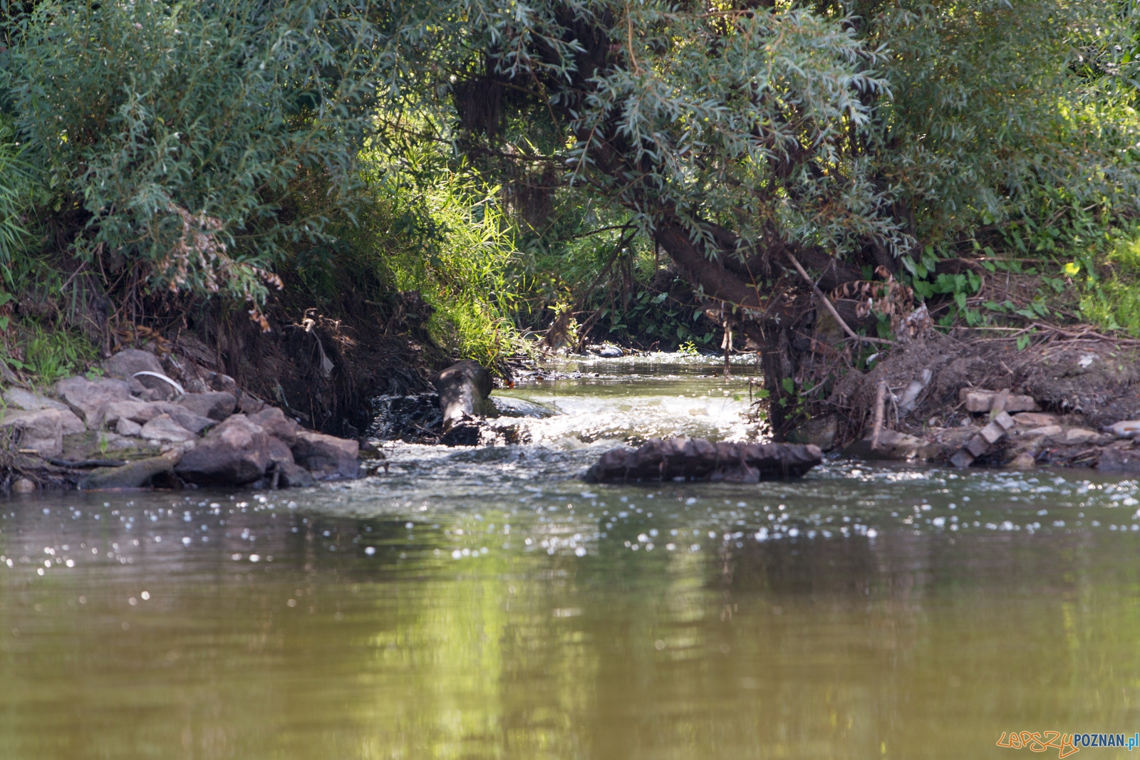 Spływaj śmieciu, tej! Foto: lepszyPOZNAN.pl / Piotr Rychter Spływaj śmieciu, tej! Foto: lepszyPOZNAN.pl / Piotr Rychter