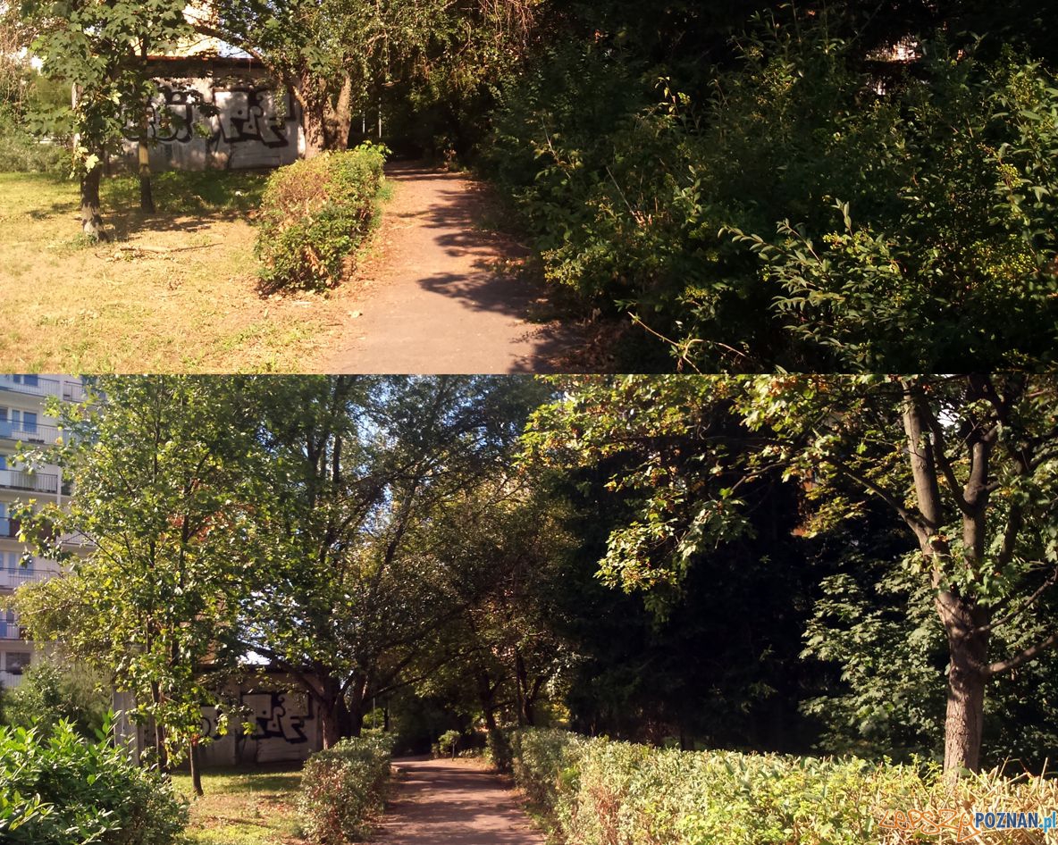 Ostre cięcie zieleni na Winiarach Foto: Straż Miejska Ostre cięcie zieleni na Winiarach Foto: Straż Miejska