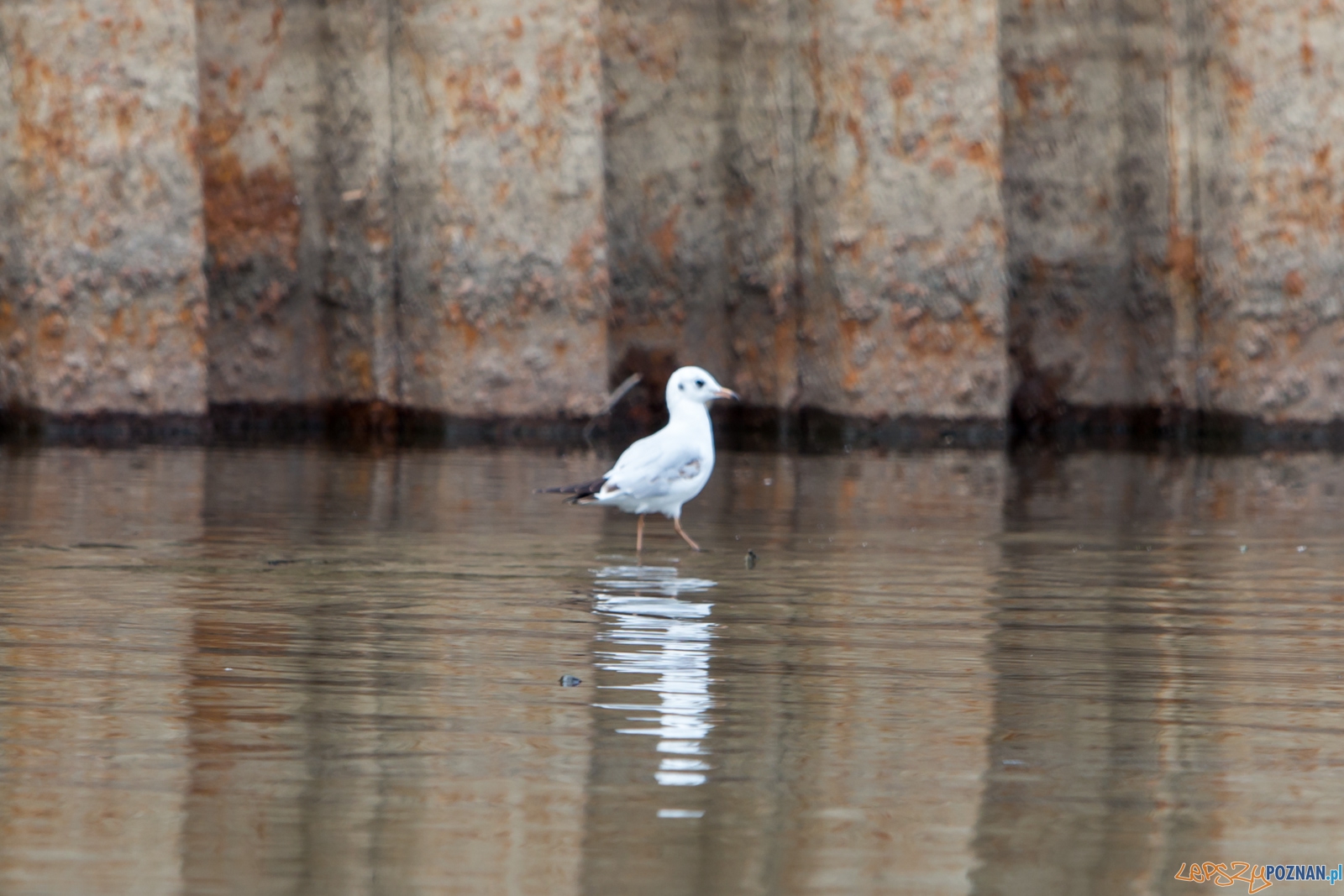 Spływaj śmieciu, tej! Foto: lepszyPOZNAN.pl / Piotr Rychter Spływaj śmieciu, tej! Foto: lepszyPOZNAN.pl / Piotr Rychter