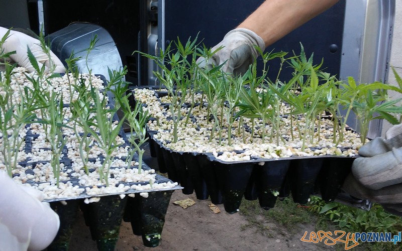 Zlikwidowana hodowla marihuany Foto: KWP w Poznaniu Zlikwidowana hodowla marihuany Foto: KWP w Poznaniu