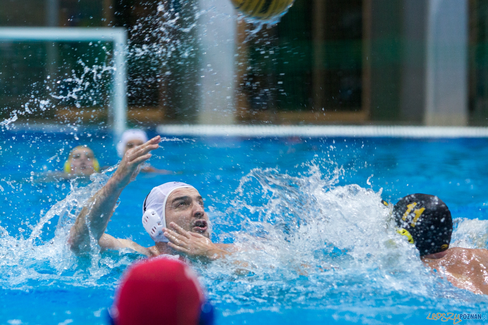 1. kolejka rozgrywek Ekstraklasy w piłce wodnej mężczyzn Foto: lepszyPOZNAN.pl / Piotr Rychter 1. kolejka rozgrywek Ekstraklasy w piłce wodnej mężczyzn Foto: lepszyPOZNAN.pl / Piotr Rychter