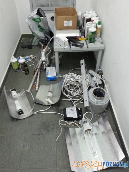 Z płonącego domu ratował... marihuanę Foto: KWP w Poznaniu Z płonącego domu ratował... marihuanę Foto: KWP w Poznaniu