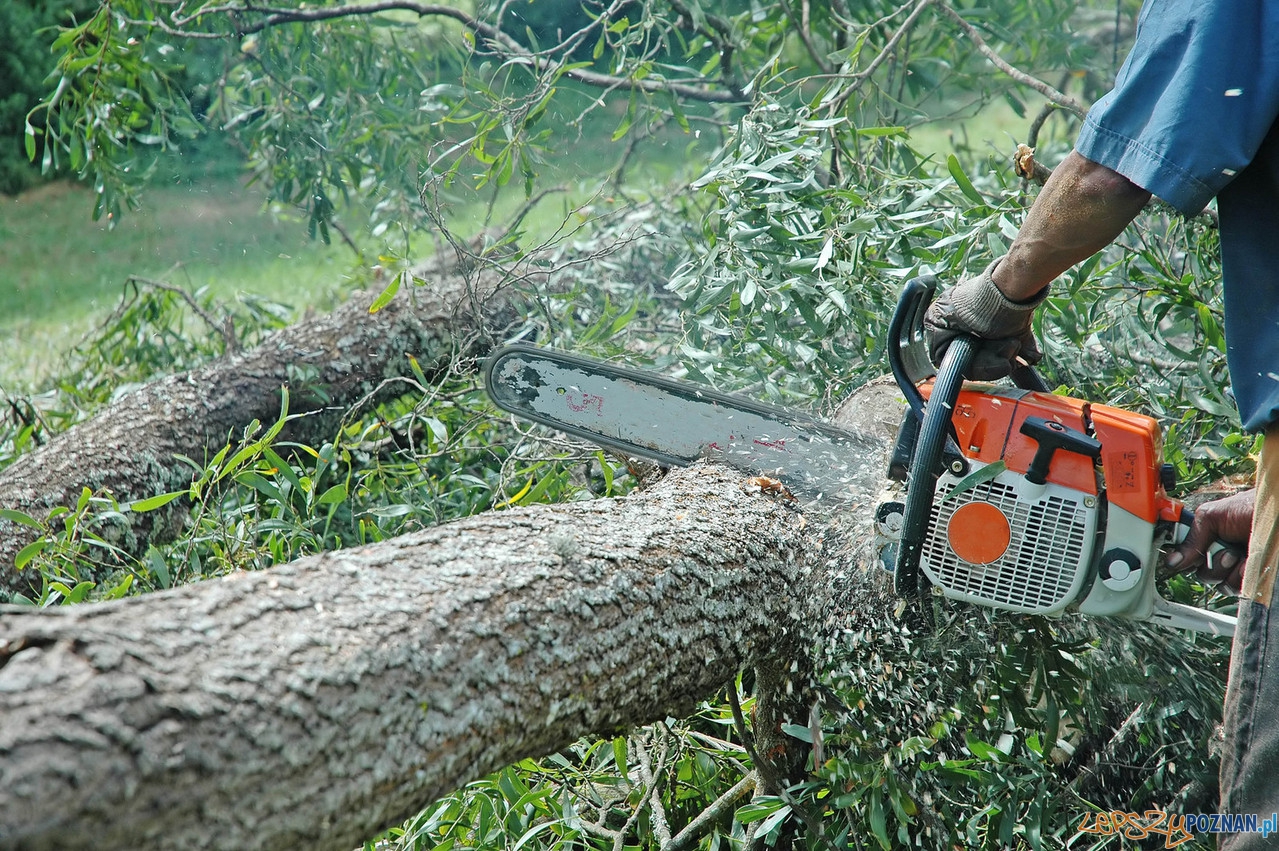 wycinka drzew Foto: sxc / Dominic Morel wycinka drzew Foto: sxc / Dominic Morel