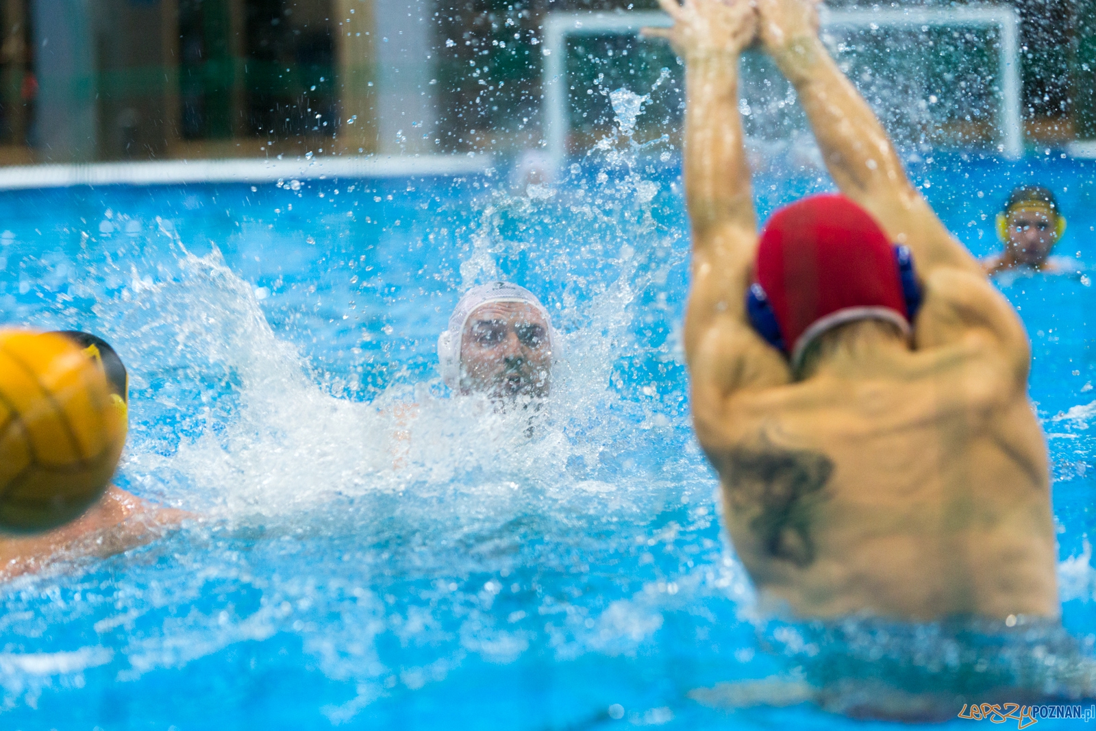 1. kolejka rozgrywek Ekstraklasy w piłce wodnej mężczyzn Foto: lepszyPOZNAN.pl / Piotr Rychter 1. kolejka rozgrywek Ekstraklasy w piłce wodnej mężczyzn Foto: lepszyPOZNAN.pl / Piotr Rychter