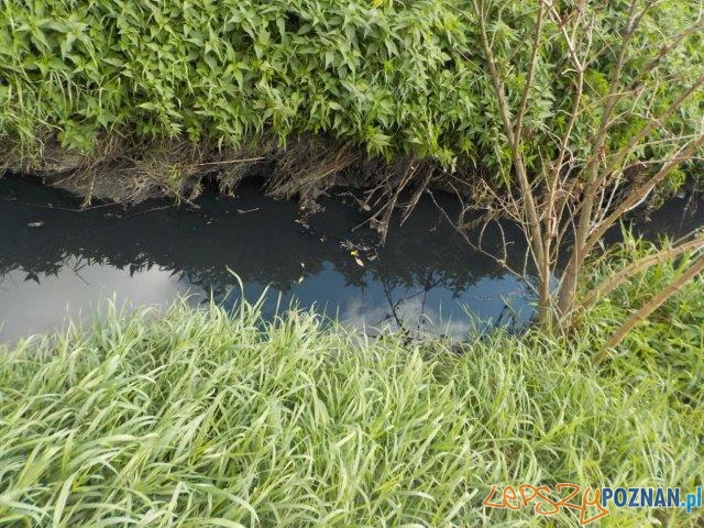Zanieczyszczenie Cybiny: wiadomo już, skąd płyną ścieki! Foto: ZDM Zanieczyszczenie Cybiny: wiadomo już, skąd płyną ścieki! Foto: ZDM