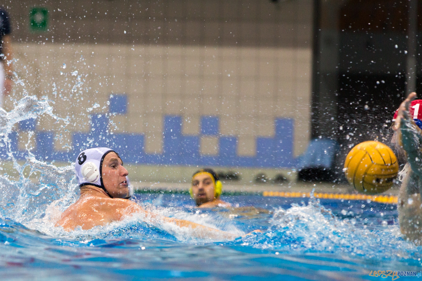 Puchar Polski w piłce wodnej mężczyzn 2015 - półfinał Ocme Foto: lepszyPOZNAN.pl / Piotr Rychter Puchar Polski w piłce wodnej mężczyzn 2015 - półfinał Ocme Foto: lepszyPOZNAN.pl / Piotr Rychter