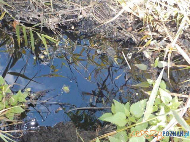 Zanieczyszczenie Cybiny: wiadomo już, skąd płyną ścieki! Foto: ZDM Zanieczyszczenie Cybiny: wiadomo już, skąd płyną ścieki! Foto: ZDM
