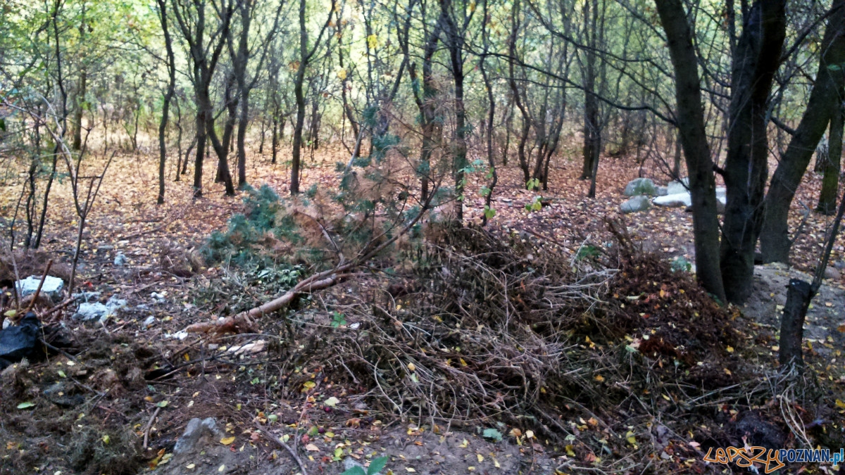 Nielegalne śmieci - tym razem zielone Foto: Nielegalne śmieci - tym razem zielone Foto: