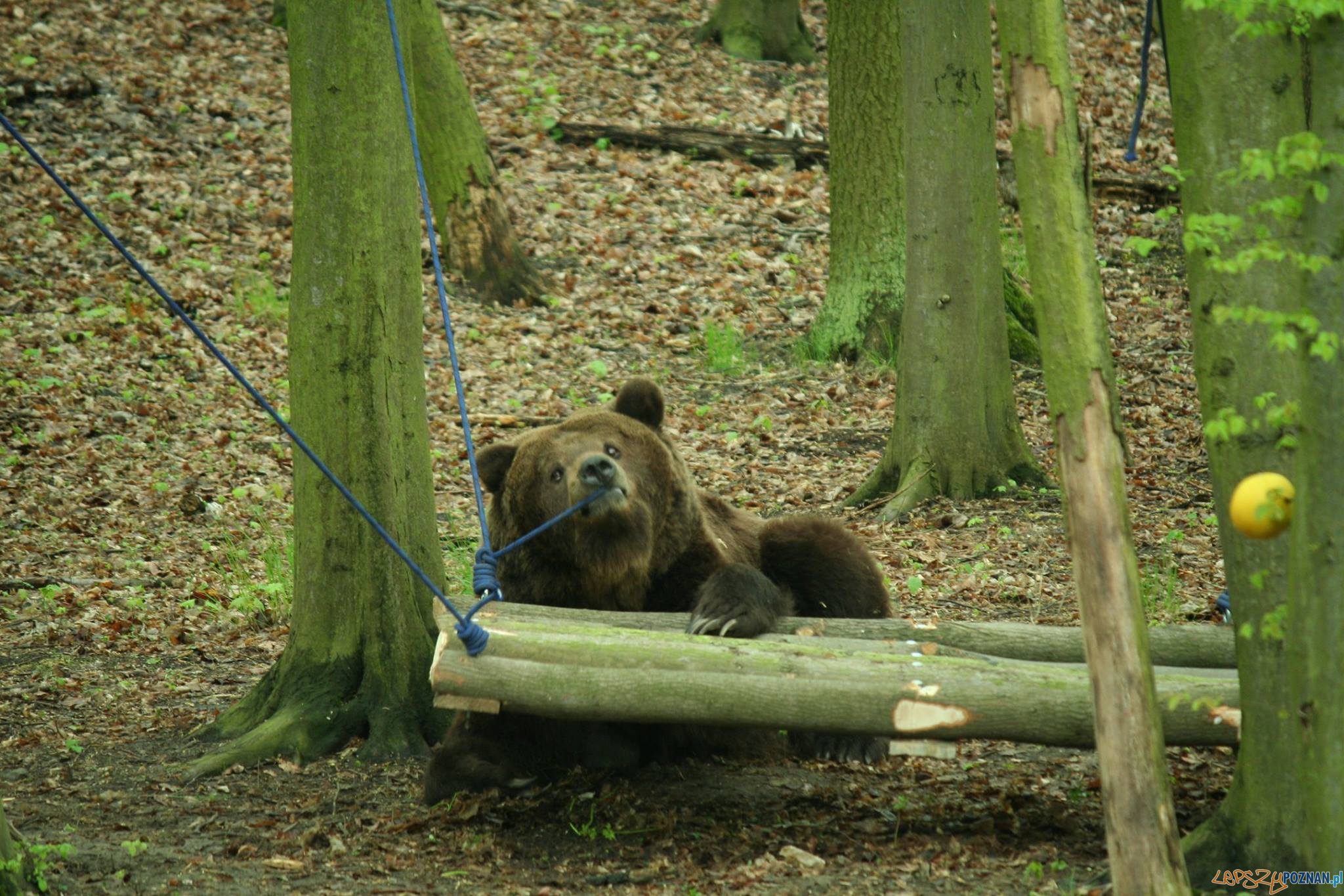Jest zrzutka dla niedźwiedzi Foto: Zoo Poznań Jest zrzutka dla niedźwiedzi Foto: Zoo Poznań