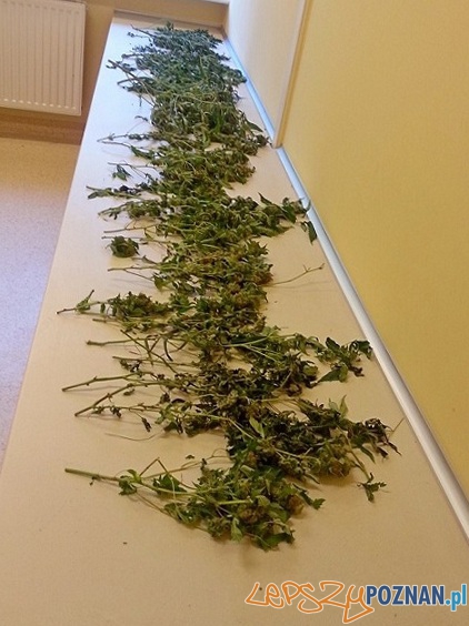 Z płonącego domu ratował... marihuanę Foto: KWP w Poznaniu Z płonącego domu ratował... marihuanę Foto: KWP w Poznaniu