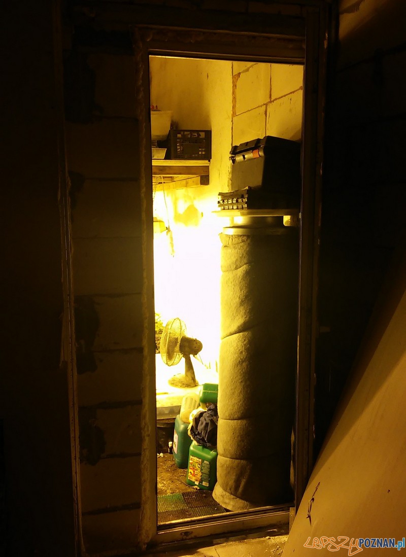 Zlikwidowana hodowla marihuany Foto: KWP w Poznaniu Zlikwidowana hodowla marihuany Foto: KWP w Poznaniu