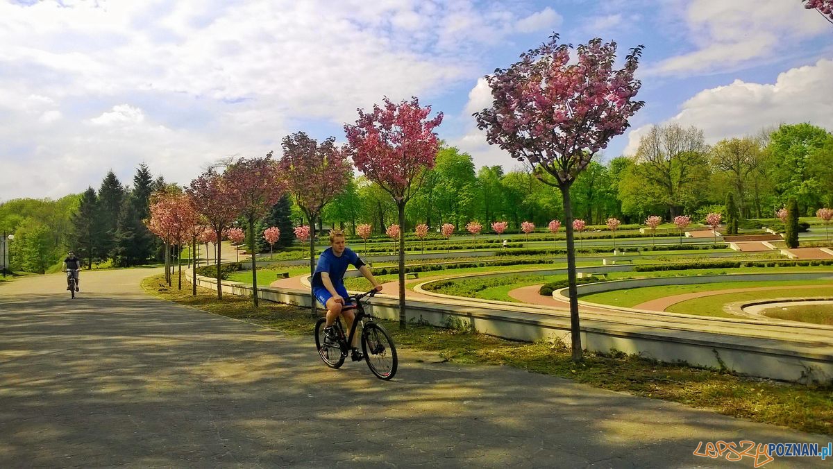 Park Cytadela- rosarium Foto: Tomasz Dworek Park Cytadela- rosarium Foto: Tomasz Dworek