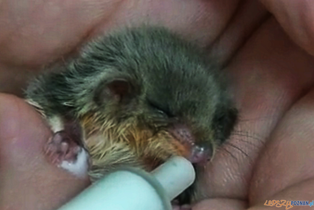 Akrobatka karliczka  Foto: Zoo Poznań (YouTube)