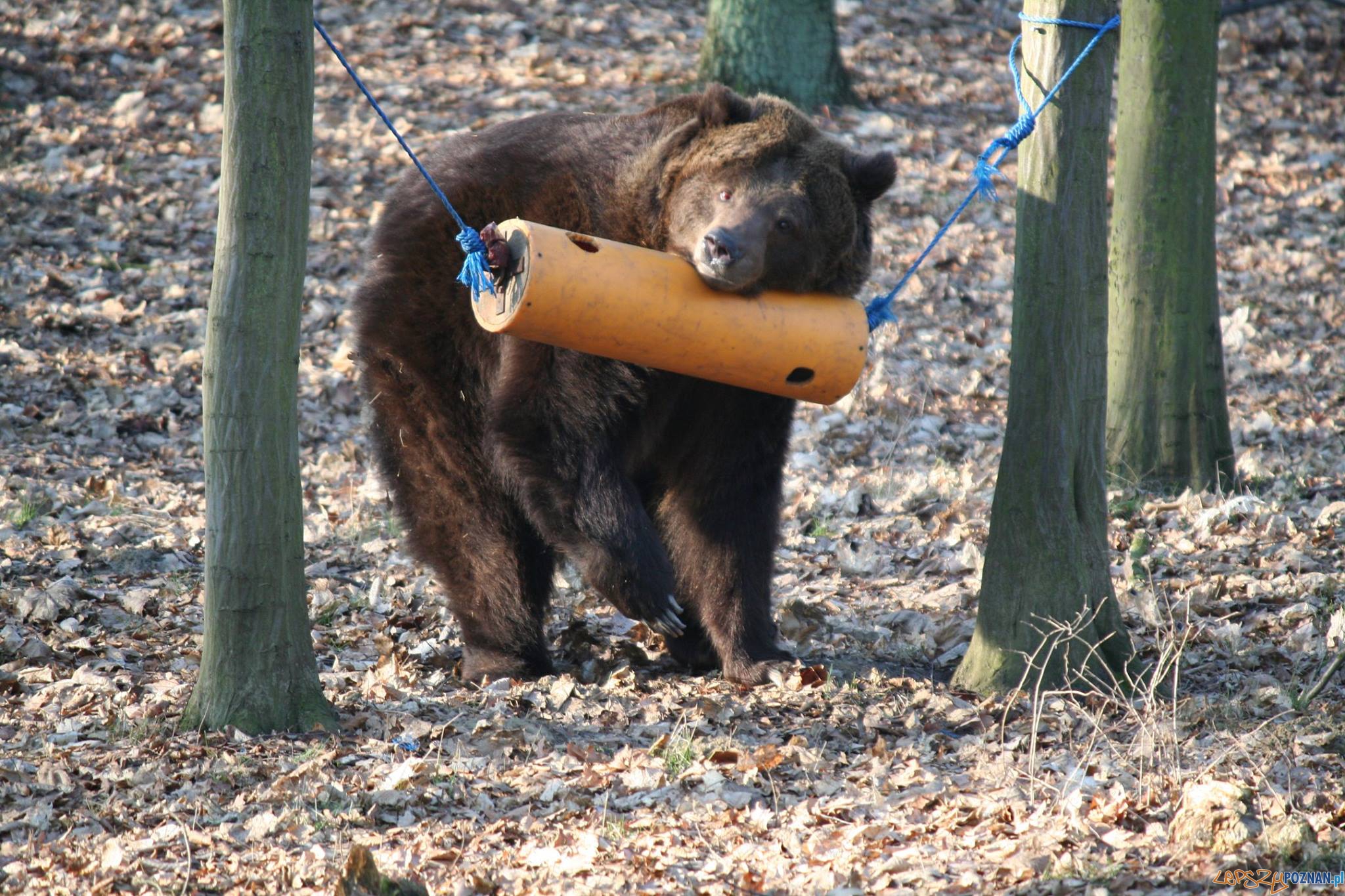 Jest zrzutka dla niedźwiedzi Foto: Zoo Poznań Jest zrzutka dla niedźwiedzi Foto: Zoo Poznań