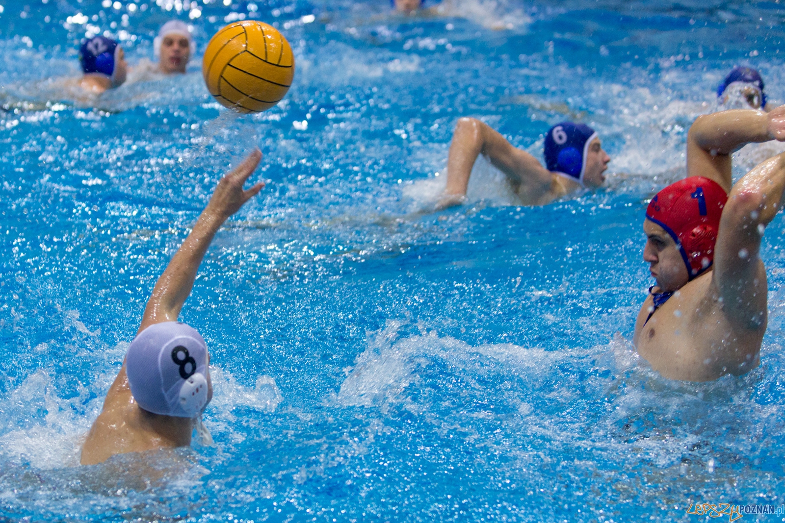 3. kolejka Ekstraklasy Piłki Wodnej - KS Waterpolo Poznań - GK Foto: lepszyPOZNAN.pl / Piotr Rychter 3. kolejka Ekstraklasy Piłki Wodnej - KS Waterpolo Poznań - GK Foto: lepszyPOZNAN.pl / Piotr Rychter