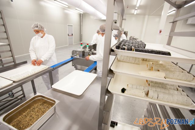 fabryka sushi Foto: mat. prasowe fabryka sushi Foto: mat. prasowe