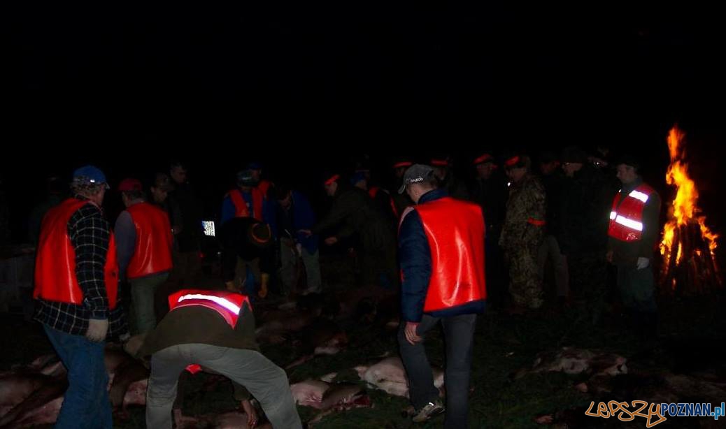 Pokot po polowaniu Foto: facebook Nie dla Masakry zwierząt w Puszczy Zielonka Pokot po polowaniu Foto: facebook Nie dla Masakry zwierząt w Puszczy Zielonka