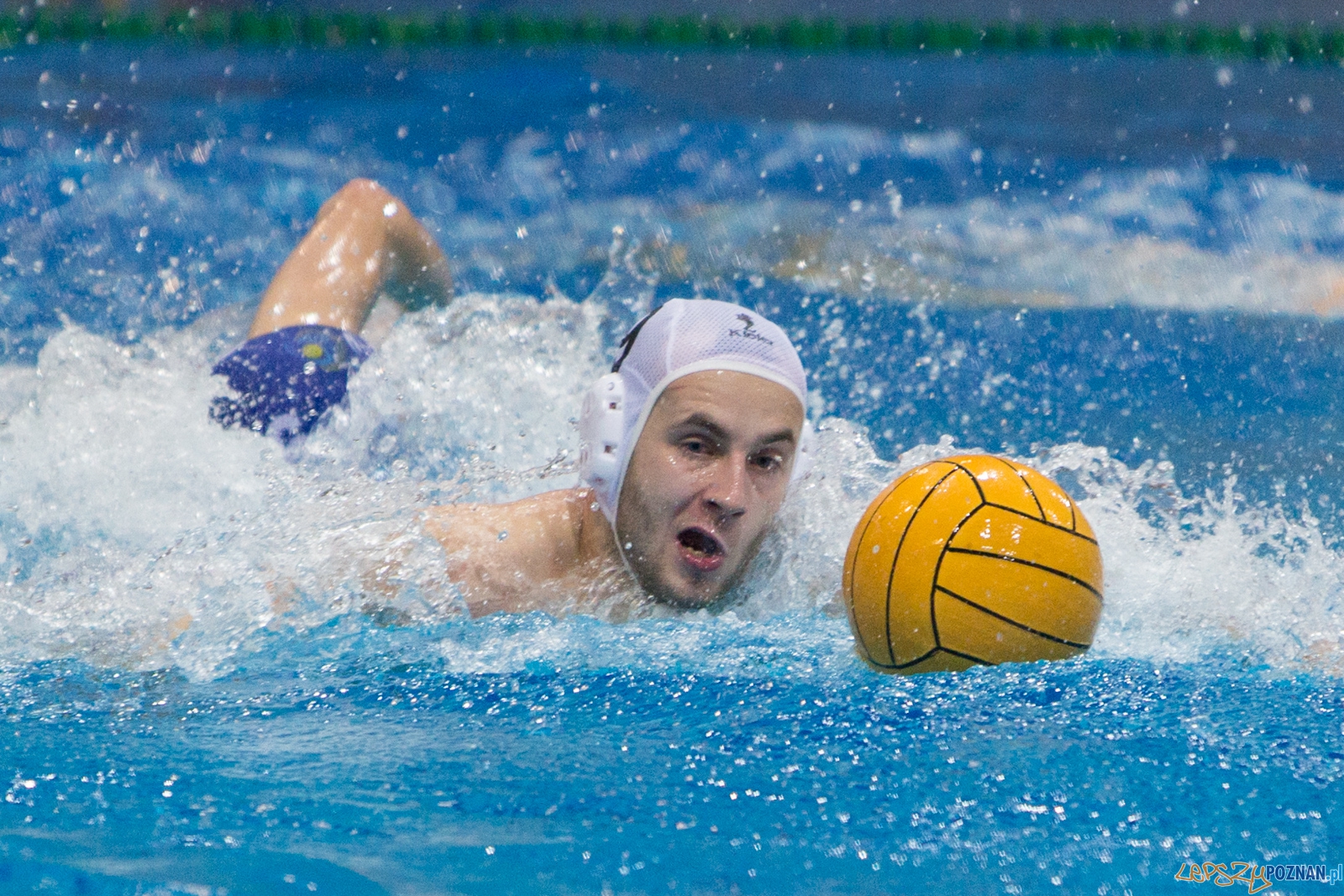 3. kolejka Ekstraklasy Piłki Wodnej - KS Waterpolo Poznań - GK Foto: lepszyPOZNAN.pl / Piotr Rychter 3. kolejka Ekstraklasy Piłki Wodnej - KS Waterpolo Poznań - GK Foto: lepszyPOZNAN.pl / Piotr Rychter