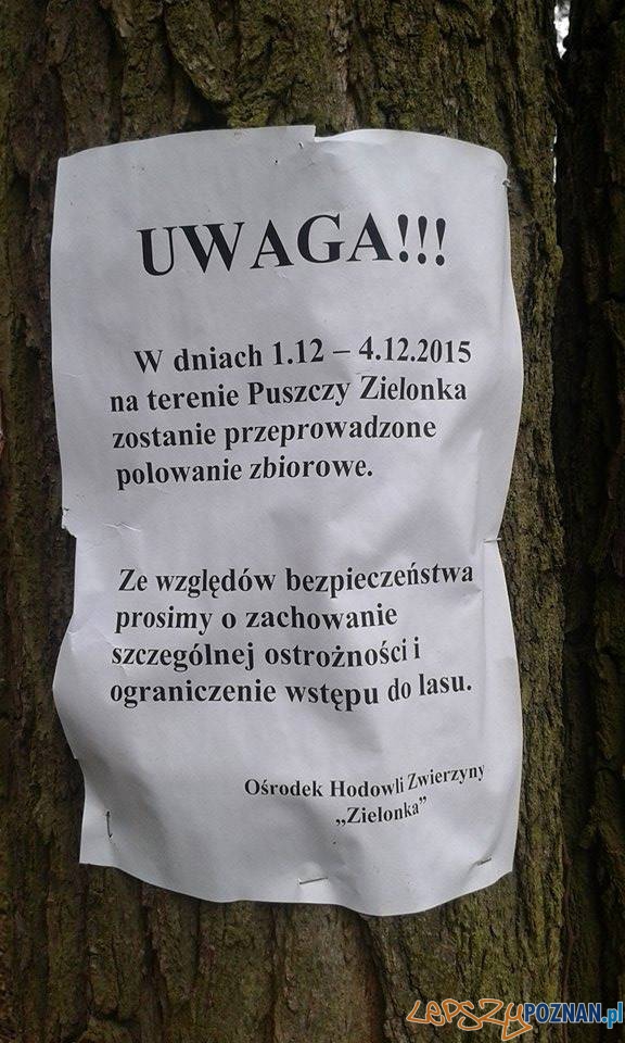 Polowania w podpoznańskich lasach Foto: Nie dla Masakry zwierząt w Puszczy Zielonka Polowania w podpoznańskich lasach Foto: Nie dla Masakry zwierząt w Puszczy Zielonka